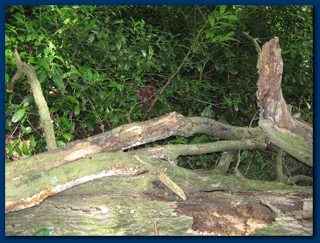 600x449 pixels (208K)